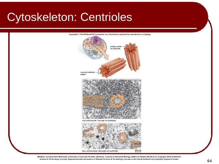 64 Cytoskeleton: Centrioles one centrosome: one pair of centrioles two centrosomes: two pairs of