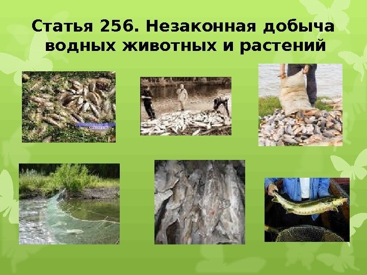 Статья 256. Незаконная добыча водных животных и растений  