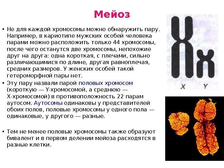 Мейоз • Не для каждой хромосомы можно обнаружить пару.  Например, в кариотипе мужских