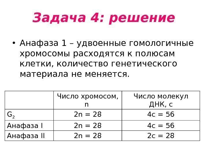 Задача 4: решение • Анафаза 1 – удвоенные гомологичные хромосомы расходятся к полюсам клетки,