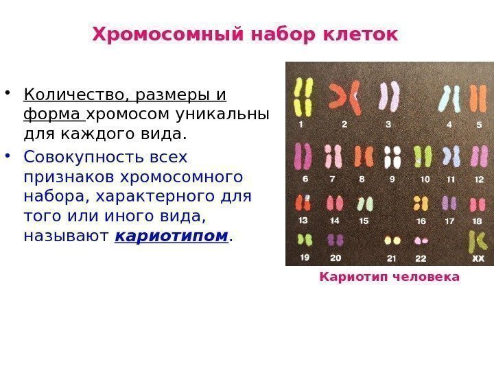 Хромосомный набор клеток • Количество, размеры и форма хромосом уникальны для каждого вида. 