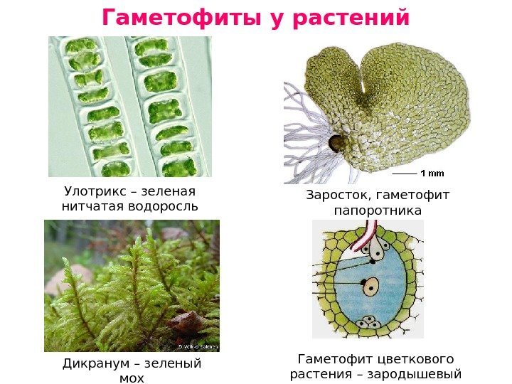 Гаметофиты у растений Улотрикс – зеленая нитчатая водоросль Дикранум – зеленый мох Заросток, гаметофит