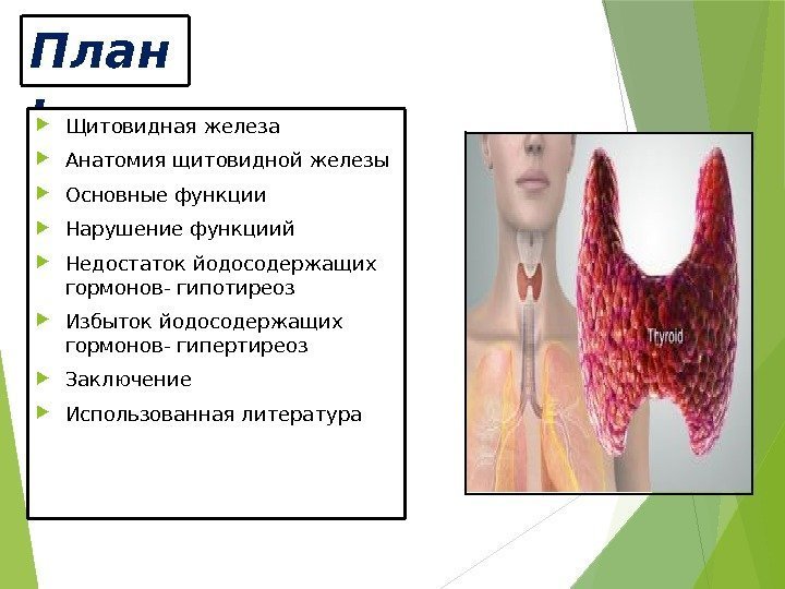 План :  Щитовидная железа Анатомия щитовидной железы Основные функции  Нарушение функциий Недостаток