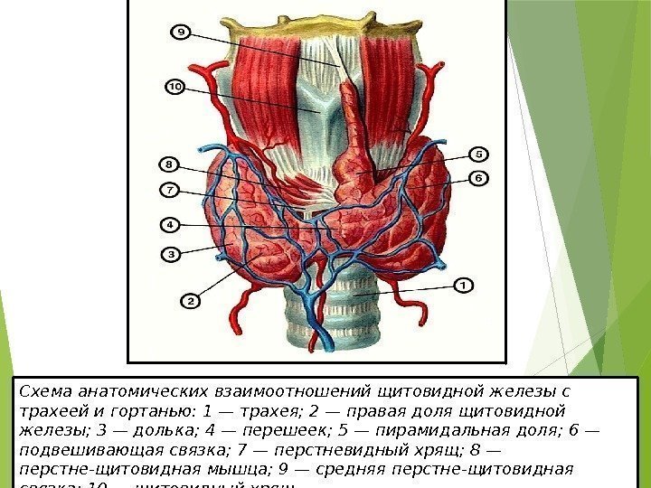Схема анатомических взаимоотношений щитовидной железы с трахеей и гортанью: 1 — трахея; 2 —
