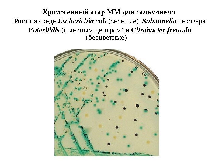Хромогенный  агар M М  для  сальмонелл Рост  на  среде