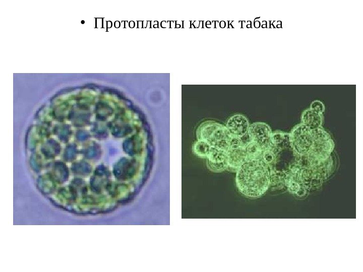  • Протопласты клеток табака 