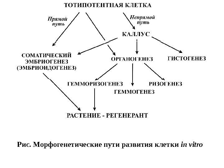 Рис. Морфогенетические пути развития клетки in vitro  