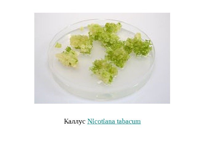 Каллус Nicotiana  tabacum 