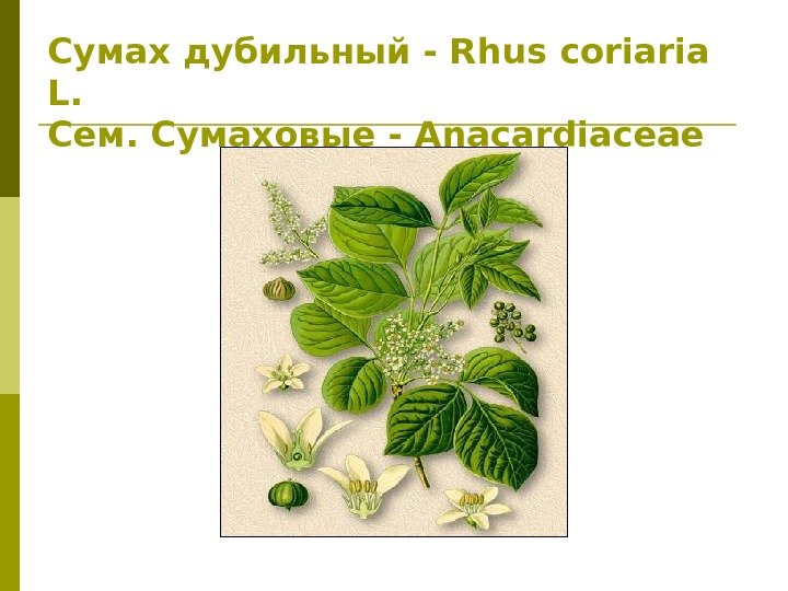 Сумах дубильный - Rhus coriaria L. Сем. Сумаховые - Anacardiaceae 