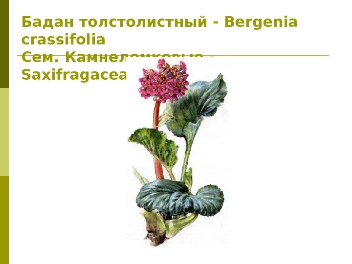 Бадан толстолистный - Bergenia cras si folia Сем. Камнеломковые - Saxifragaceae 