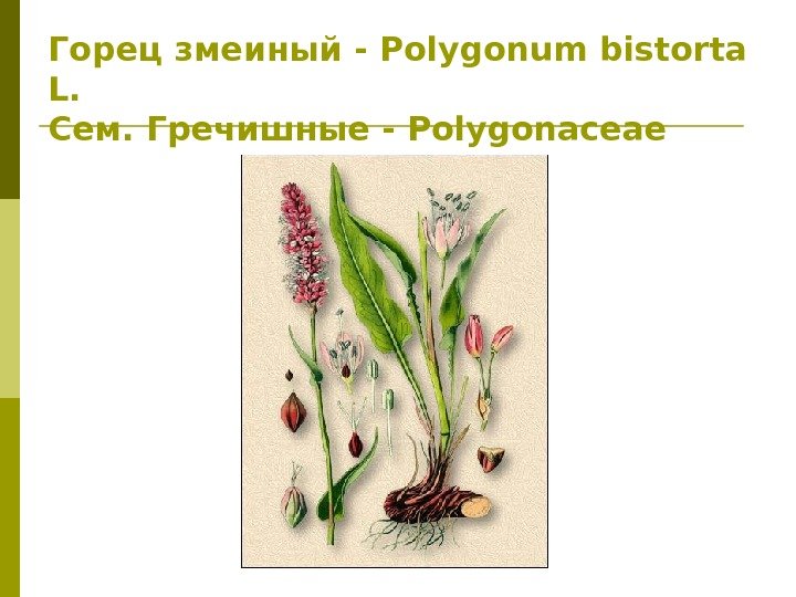 Горец змеиный - Polygonum bistorta L. Сем. Гречишные - Polygonaceae 