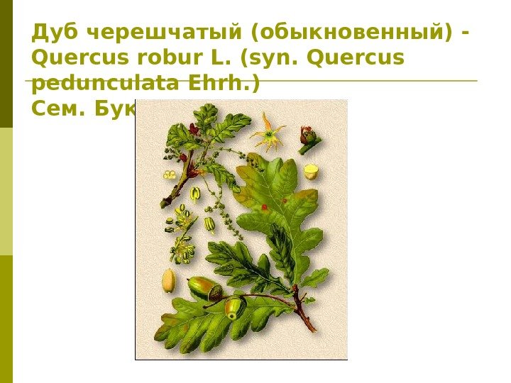 Дуб черешчатый (обыкновенный) - Quercus robur L. (syn. Quercus pedunculata Ehrh. ) Сем. Буковые