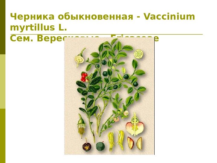 Черника обыкновенная - Vaccinium myrtillus L. Сем. Вересковые - Ericaceae 