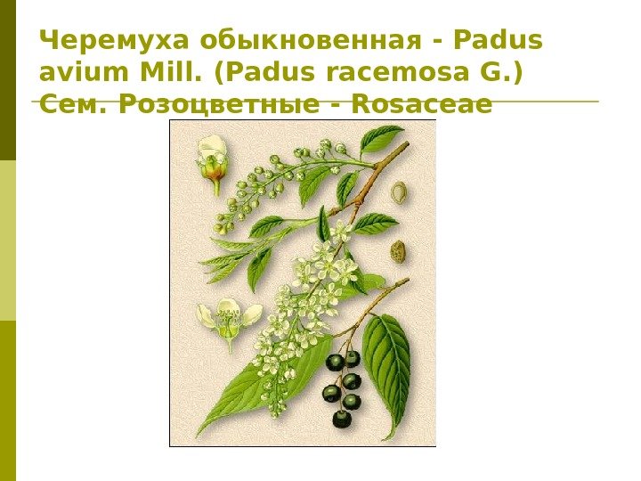 Черемуха обыкновенная - Padus avium Mill. (Padus racemosa G. ) Сем. Розоцветные - Rosaceae