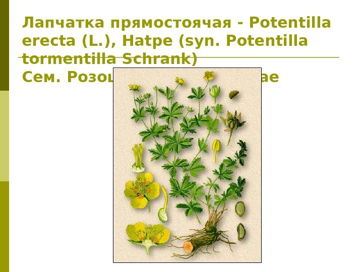 Лапчатка прямостоячая - Potentilla erecta (L. ), Hatpe (syn. Potentilla tormentilla Schrank) Сем. Розоцветные