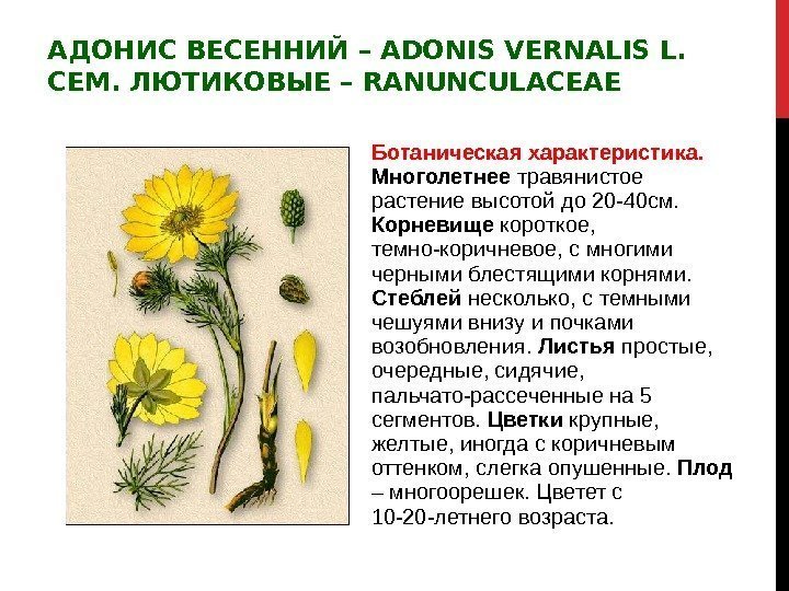 АДОНИС ВЕСЕННИЙ – ADONIS VERNALIS L. СЕМ. ЛЮТИКОВЫЕ – RANUNCULACEAE Ботаническая характеристика.  Многолетнее