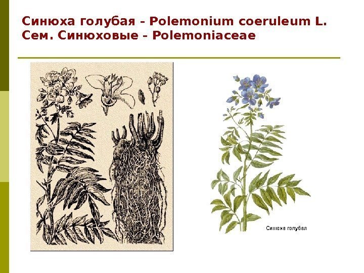 Синюха голубая - Polemonium coeruleum L. Сем. Синюховые - Polemoniaceae 