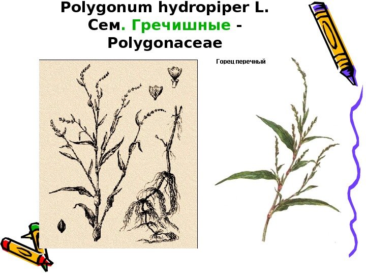 Горец перечный – Polygonum hydropiper L. Сем. Гречишные - Polygonaceae 