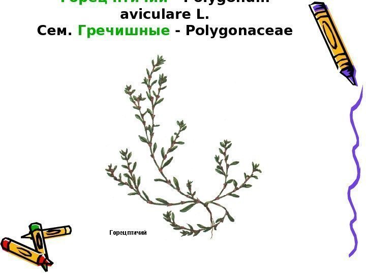 Горец птичий - Polygonum aviculare L. Сем.  Гречишные - Polygonaceae 