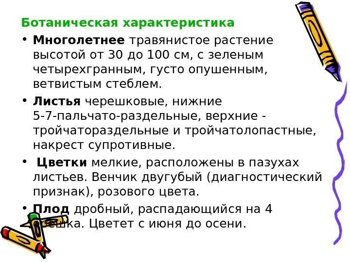 Ботаническая характеристика • Многолетнее травянистое растение высотой от 30 до 100 см, с зеленым