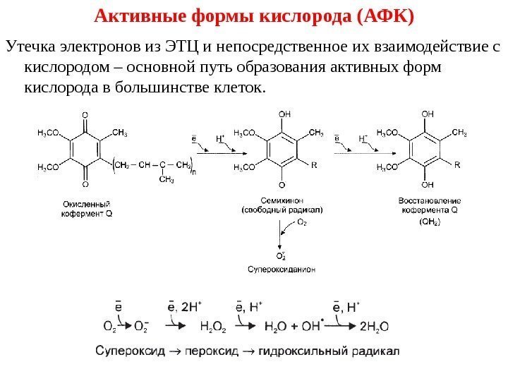 Активные формы кислорода (АФК) Утечка электронов из ЭТЦ и непосредственное их взаимодействие с кислородом