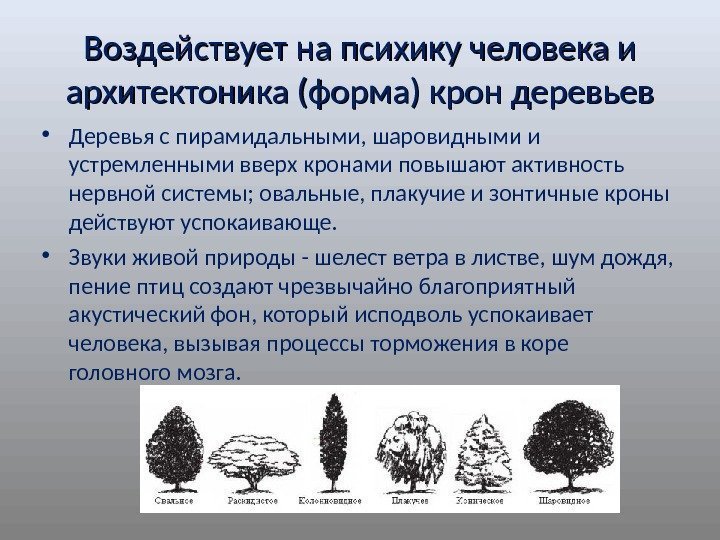 Воздействует на психику человека и архитектоника (форма) крон деревьев • Деревья с пирамидальными, шаровидными