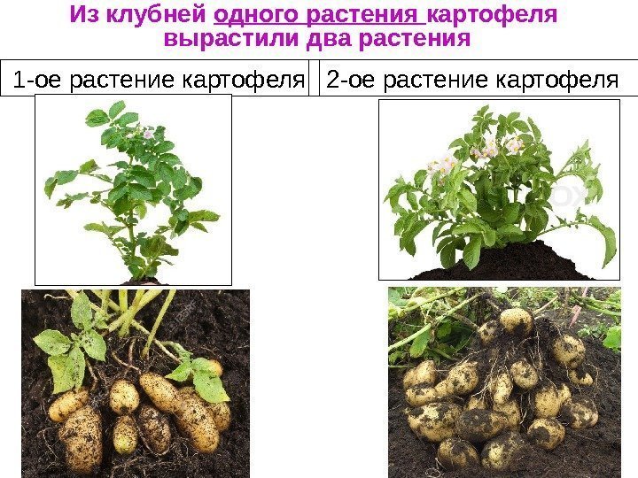 1 -ое растение картофеля 2 -ое растение картофеля. Из клубней одного растения картофеля 