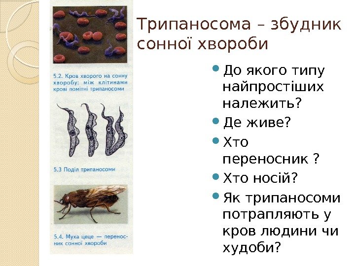 Трипаносома – збудник сонної хвороби  До якого типу найпростіших належить?  Де живе?