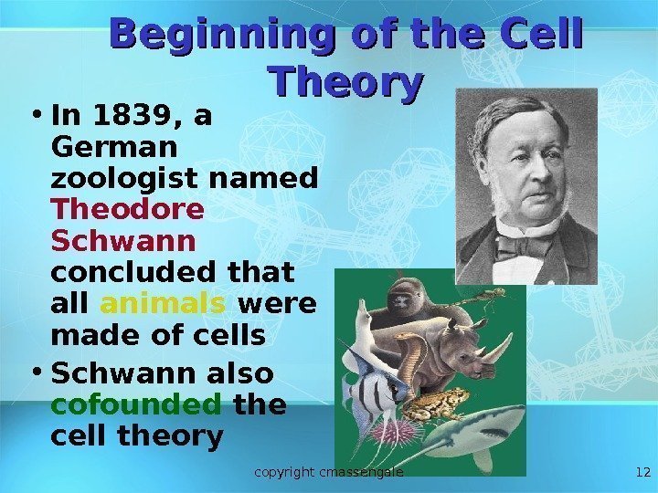 12 Beginning of the Cell Theory • In 1839, a German zoologist named Theodore
