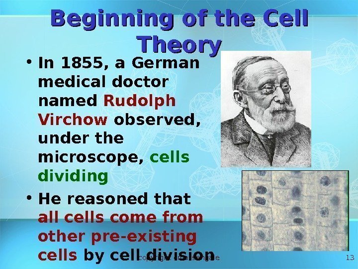 13 Beginning of the Cell Theory • In 1855, a German medical doctor named
