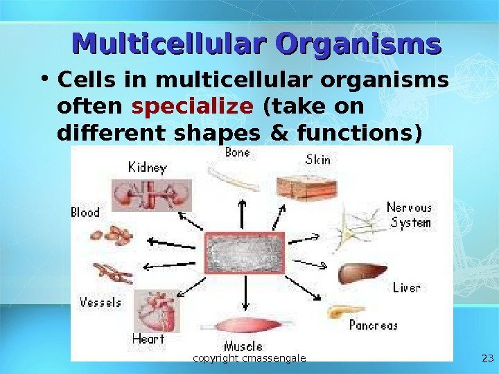 23 Multicellular Organisms • Cells in multicellular organisms often specialize (take on different shapes
