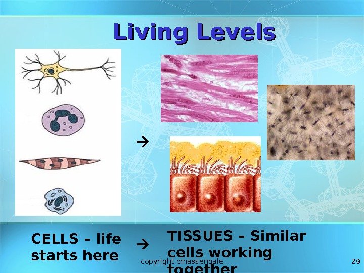 29 CELLS – life starts here TISSUES – Similar cells working together. Living Levels