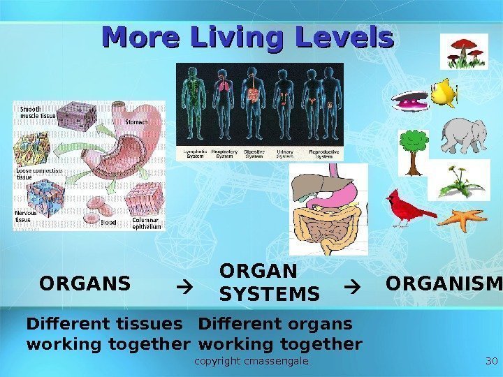 30 ORGANS ORGAN SYSTEMS ORGANISM Different tissues working together Different organs working together More