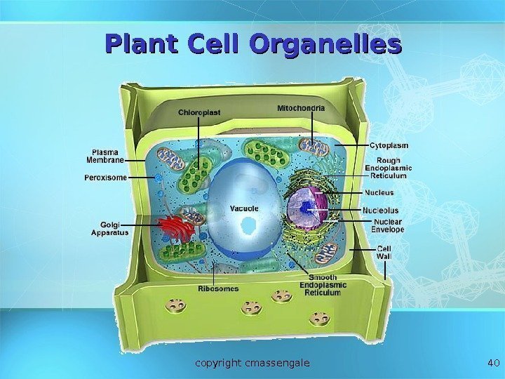 40 Plant Cell Organelles copyright cmassengale 