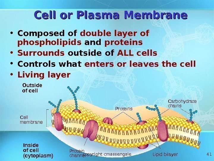 41 Cell or Plasma Membrane Outside of cell Inside of cell (cytoplasm)Cell membrane Proteins