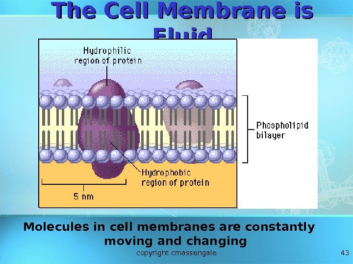 43 The Cell Membrane is Fluid Molecules in cell membranes are constantly moving and
