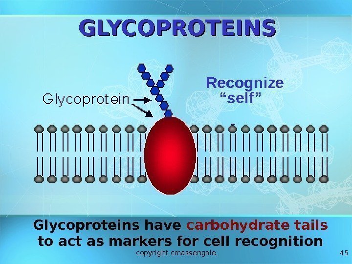 45 Recognize “self”GLYCOPROTEINS Glycoproteins have carbohydrate tails  to act as markers for cell