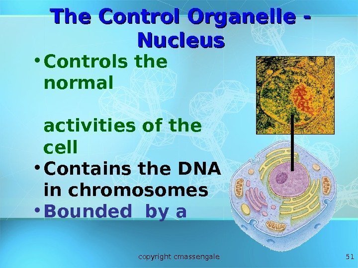 51 • Controls the normal       activities of the