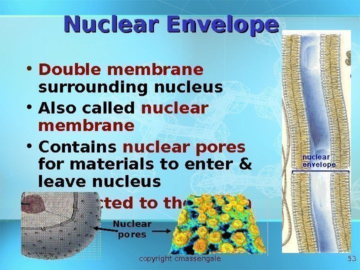 53 Nuclear Envelope • Double membrane  surrounding nucleus • Also called nuclear membrane