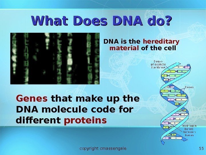 55 What Does DNA do? DNA is the hereditary material of the cell Genes