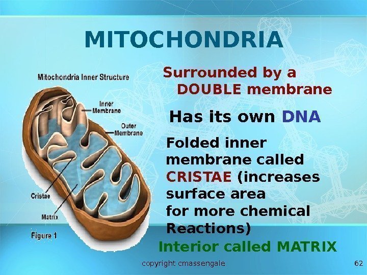 62 MITOCHONDRIA Surrounded by a DOUBLE membrane Folded inner membrane called CRISTAE (increases surface