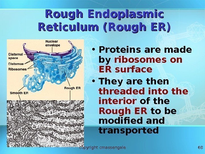 68 Rough Endoplasmic Reticulum (Rough ER) • Proteins are made by ribosomes on ER