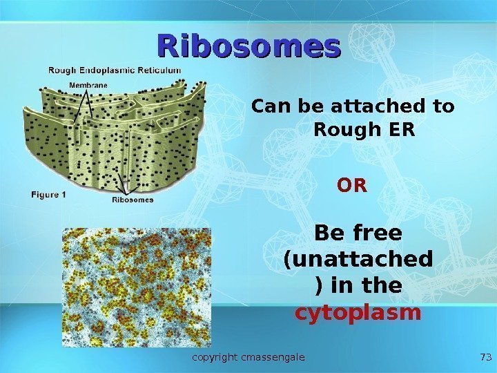 73 Ribosomes Can be attached to Rough ER OR Be free (unattached ) in