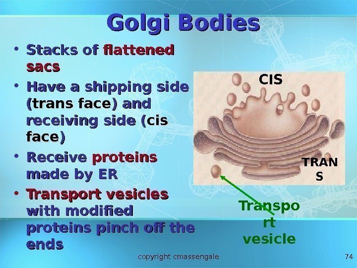 74 Golgi Bodies • Stacks of flattened sacs • Have a shipping side ((