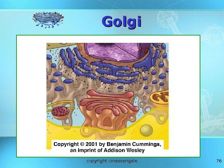 76 Golgi copyright cmassengale 