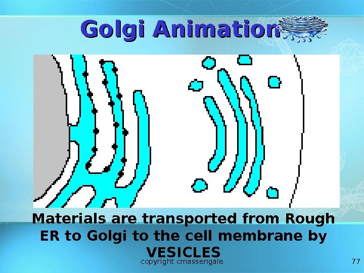 77 Golgi Animation Materials are transported from Rough ER to Golgi to the cell