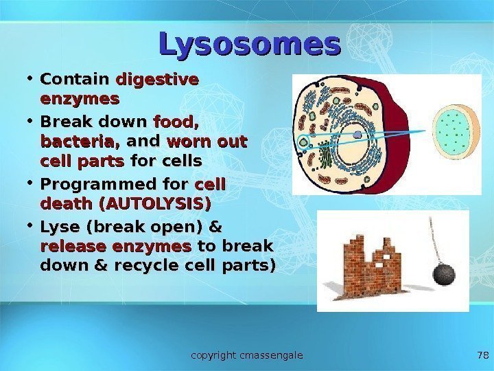 78 Lysosomes • Contain digestive enzymes • Break down food,  bacteria,  and