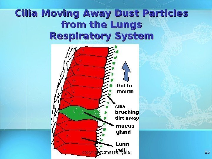 83 Cilia Moving Away Dust Particles from the Lungs Respiratory System copyright cmassengale 