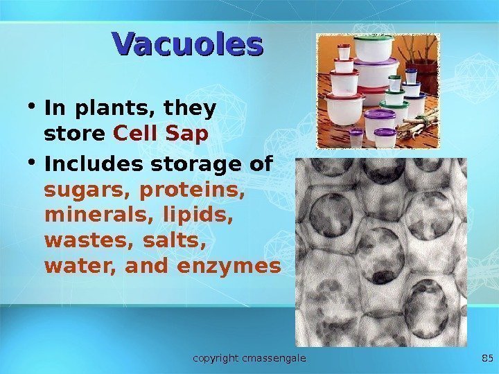85 Vacuoles • In plants, they store Cell Sap • Includes storage of sugars,