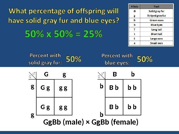 Gg. Bb (male) × Gg. Bb (female) B   b b  